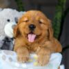 Image of Chance, a Golden Retriever puppy