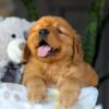 Image of Chance, a Golden Retriever puppy