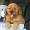 Image of Chance, a Golden Retriever puppy