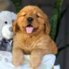 Image of Chance, a Golden Retriever puppy