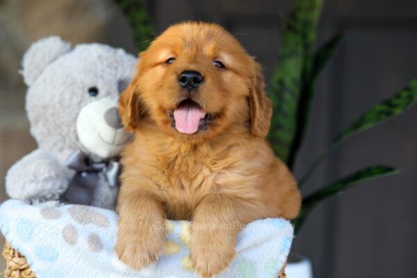 Image of Chance, a Golden Retriever puppy
