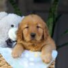 Image of Cinnamon, a Golden Retriever puppy