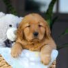 Image of Cinnamon, a Golden Retriever puppy