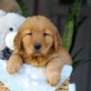 Image of Cinnamon, a Golden Retriever puppy