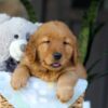 Image of Cinnamon, a Golden Retriever puppy