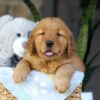 Image of Cinnamon, a Golden Retriever puppy