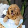 Image of Cinnamon, a Golden Retriever puppy