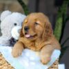 Image of Cinnamon, a Golden Retriever puppy