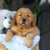 Image of Cinnamon, a Golden Retriever puppy