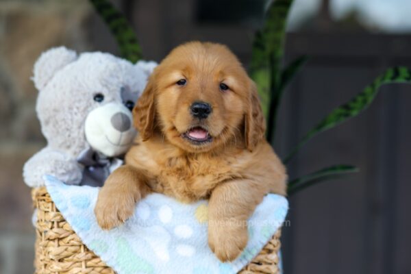 Image of Cinnamon, a Golden Retriever puppy