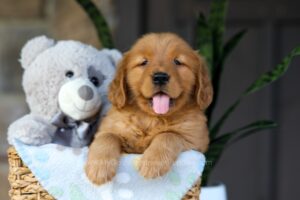 Image of Coco, a Golden Retriever puppy