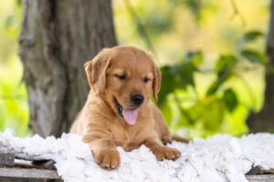 Image of Copper, a Golden Retriever puppy