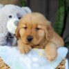 Image of Crystal, a Golden Retriever puppy