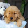 Image of Crystal, a Golden Retriever puppy