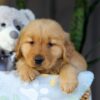 Image of Crystal, a Golden Retriever puppy
