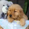 Image of Crystal, a Golden Retriever puppy