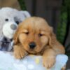 Image of Crystal, a Golden Retriever puppy