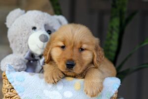 Image of Crystal, a Golden Retriever puppy