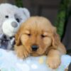 Image of Crystal, a Golden Retriever puppy