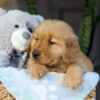 Image of Crystal, a Golden Retriever puppy