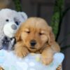 Image of Crystal, a Golden Retriever puppy
