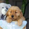 Image of Crystal, a Golden Retriever puppy