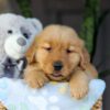 Image of Crystal, a Golden Retriever puppy
