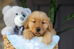 Image of Crystal, a Golden Retriever puppy