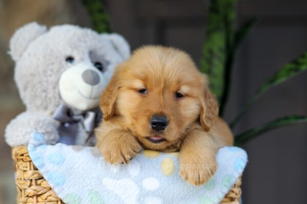 Image of Crystal, a Golden Retriever puppy