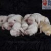 Image of Holiday Creams 🎄, a Golden Retriever puppy