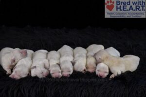 Image of Holiday Creams 🎄, a Golden Retriever puppy