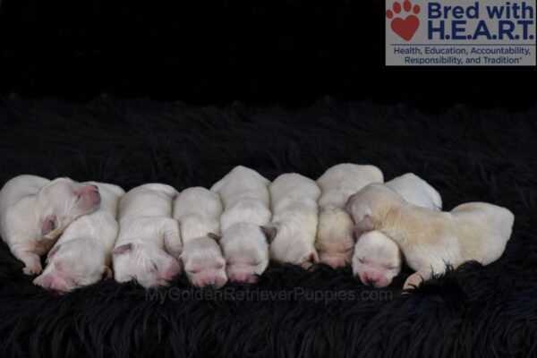 Image of Holiday Creams 🎄, a Golden Retriever puppy