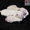 Image of Holiday Creams 🎄, a Golden Retriever puppy