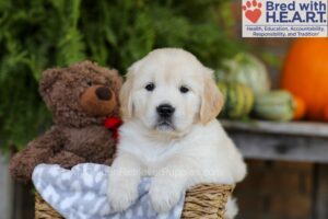 Image of Eden, a Golden Retriever puppy