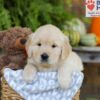 Image of Elliot, a Golden Retriever puppy
