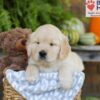 Image of Elliot, a Golden Retriever puppy