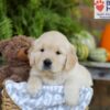 Image of Elliot, a Golden Retriever puppy