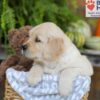 Image of Elliot, a Golden Retriever puppy