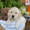 Image of Elliot, a Golden Retriever puppy