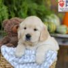 Image of Elliot, a Golden Retriever puppy