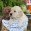 Image of Elliot, a Golden Retriever puppy