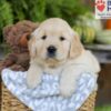 Image of Elliot, a Golden Retriever puppy