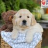 Image of Elliot, a Golden Retriever puppy