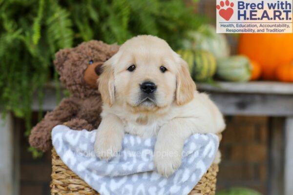 Image of Elliot, a Golden Retriever puppy
