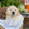 Image of Elliot, a Golden Retriever puppy