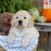 Image of Elliot, a Golden Retriever puppy