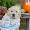 Image of Elliot, a Golden Retriever puppy