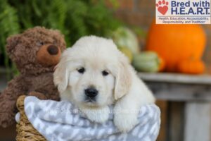Image of Elmo, a Golden Retriever puppy