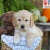 Image of Elsa, a Golden Retriever puppy