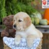 Image of Elsa, a Golden Retriever puppy